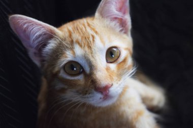 Küçük bir kahverengi kedi döşeme