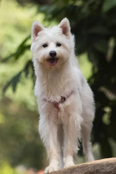 Parkta Westie köpek