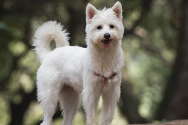 Parkta Westie köpek