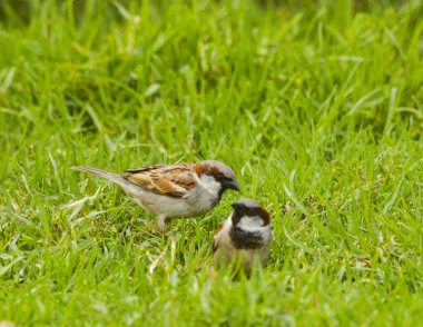 Parkta Bebek Serçe Kuş