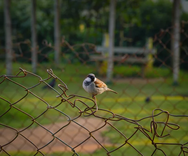 Baby Sparrow Bird Sitting Fence — Stock Photo, Image