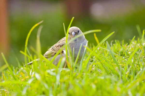 Baby Sparrow Bird Parque — Fotografia de Stock