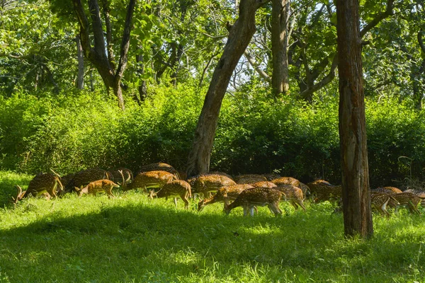 绿野林中的斑点鹿群 — 图库照片