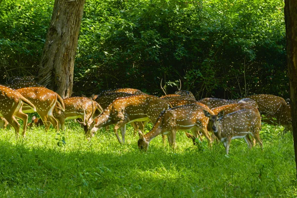 Stádo Skvrnitých Jelenů Zeleném Lese — Stock fotografie