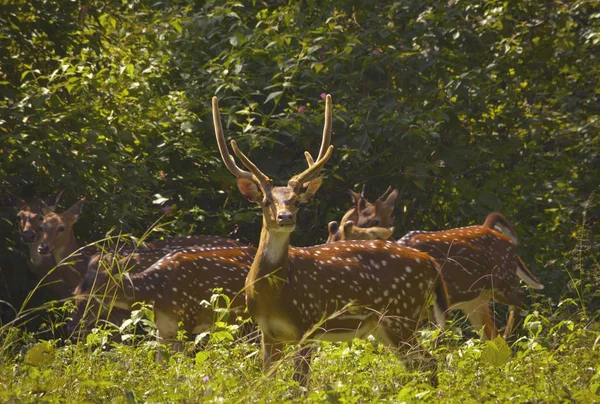 Kudde Van Gevlekte Herten Het Groene Wilde Bos — Stockfoto