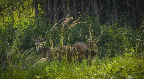 绿野林中的斑点鹿群 — 图库照片