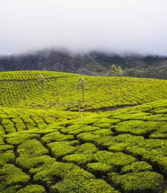 Çay tarlaları Munnar, Hindistan