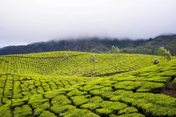 Plantacje Herbaty Mieście Munnar Indie — Zdjęcie stockowe