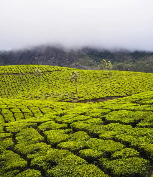 Plantacje Herbaty Mieście Munnar Indie — Zdjęcie stockowe