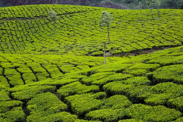 Teeplantagen Munnar Indien — Stockfoto