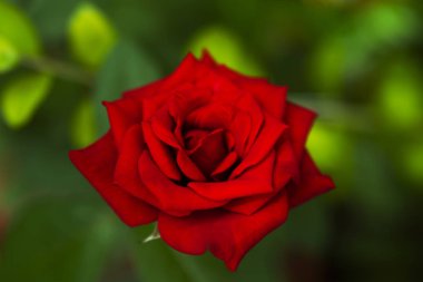 Bahçede güzel kırmızı gül