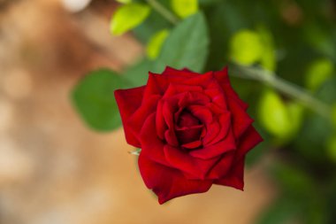 Bahçede güzel kırmızı gül