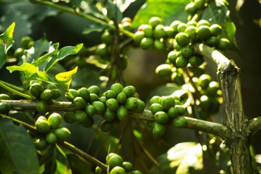 Kahve kiraz yakın yukarı