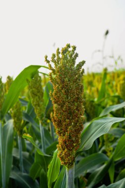 Tarım alanında darı