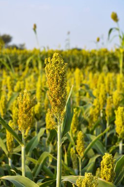 Tarım alanında darı