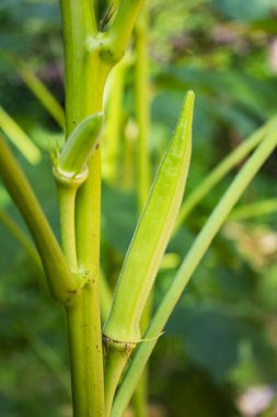 Bebek Ladyfinger bitki üzerinde büyüyen
