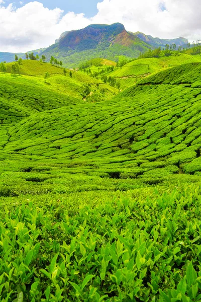 Teeplantagen Munnar Indien — Stockfoto
