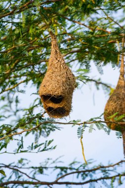 Ağaçtaki Kuşlar Yuvası