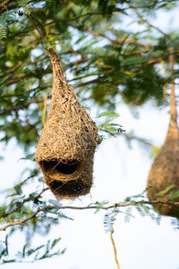Ağaçtaki Kuşlar Yuvası