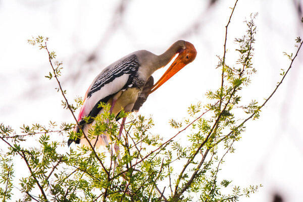 Painted Stork sitting on a tree