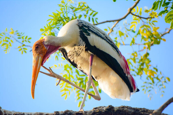 Painted Stork sitting on a tree