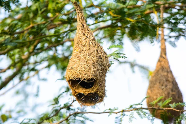 Ptačí Hnízdo Stromě — Stock fotografie
