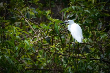 Küçük Egret Bir Ağaç Üzerinde Oturan