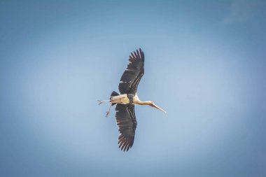 Boyalı Leylek Gökyüzünde Yüksek Uçan