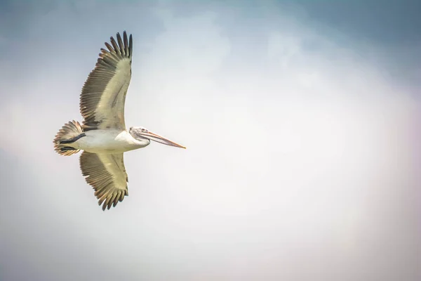 Šedý Heron Plující Vysoko Obloze — Stock fotografie