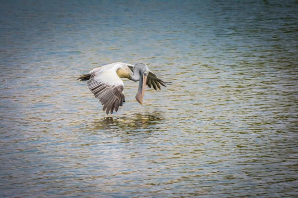 Pelikanvogel Fliegt Über Das Wasser — Stockfoto