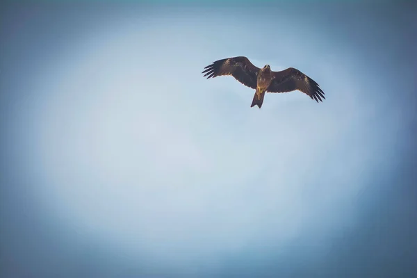 Águia Voando Alto Céu — Fotografia de Stock