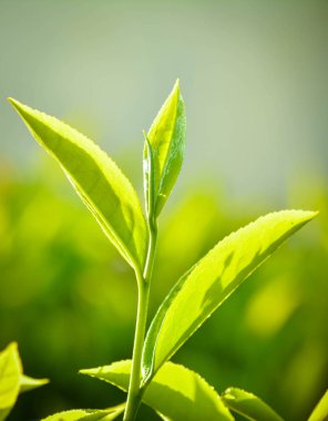 Taze yeşil çay yaprakları yakın çekim