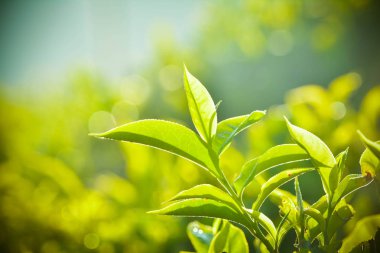 Taze yeşil çay yaprakları yakın çekim