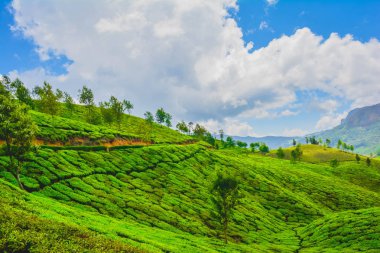Beautiful Green Tea plantation at Munnar, India clipart