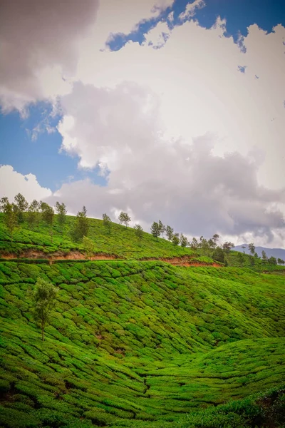 Beautiful Green Tea Plantation Munnar — Zdjęcie stockowe