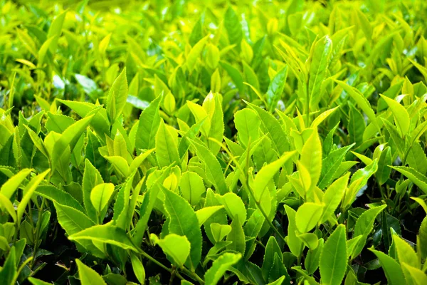 Закрыть Листья Зеленого Чая — стоковое фото