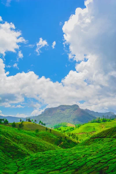 Linda Plantação Chá Verde Munnar Índia — Fotografia de Stock