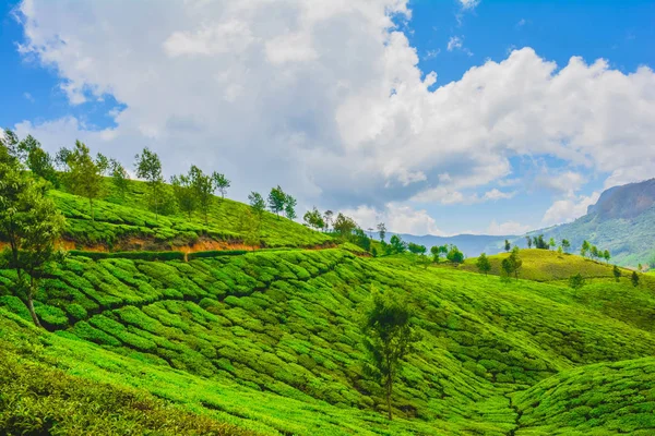 Linda Plantação Chá Verde Munnar Índia — Fotografia de Stock