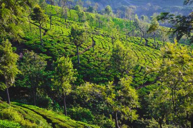 Güzel Yeşil Çay plantasyon, Munnar, Hindistan