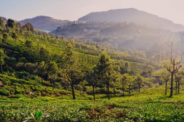Güzel Yeşil Çay plantasyon, Munnar, Hindistan