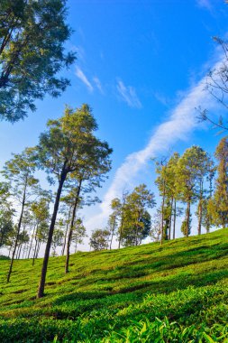 Güzel Yeşil Çay plantasyon, Munnar, Hindistan