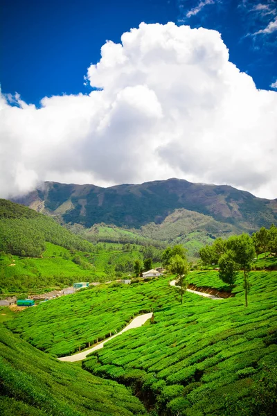 Плантация Зеленого Чая Муннаре Индия — стоковое фото