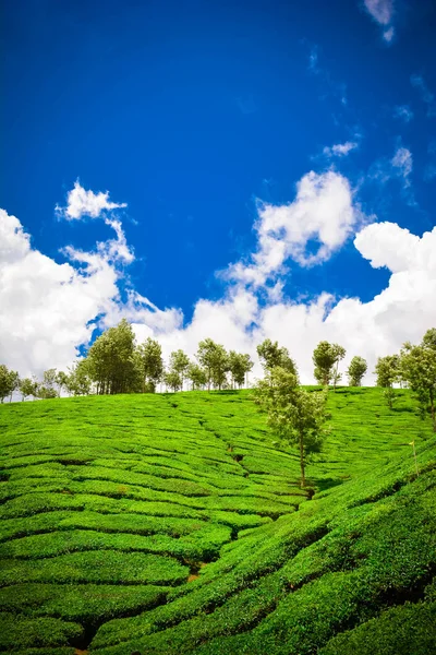 Munnar Güzel Yeşil Çay plantasyon, Hindistan