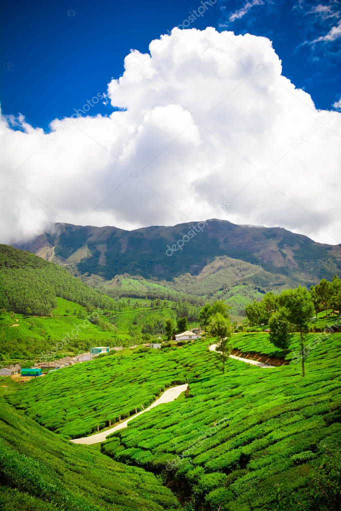 Beautiful Green Tea plantation at Munnar, India