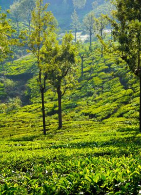 Güzel Yeşil Çay plantasyon, Munnar, Hindistan