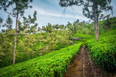 Güzel Yeşil Çay plantasyon, Munnar, Hindistan
