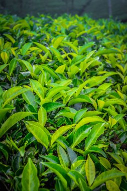 Taze yeşil çay yaprakları yakın çekim
