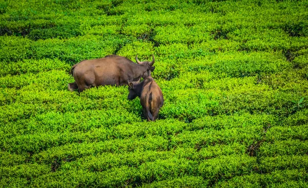印度高卢茶庄 蒙纳尔 — 图库照片
