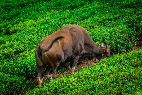 Gaur Indiano Tea Estate Munnar Índia — Fotografia de Stock