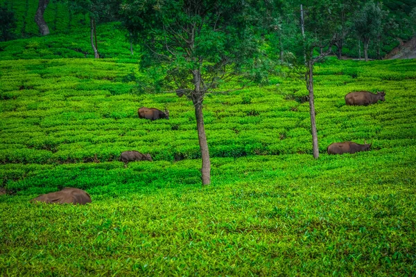 Güzel Yeşil Çay Plantasyon Munnar Hindistan — Stok fotoğraf